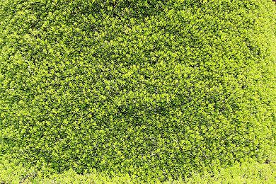 《艾尔登法环》太火爆Steam在线玩家数远超魂3只狼